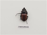 藏品(紅圓翅鍬形蟲)的圖片